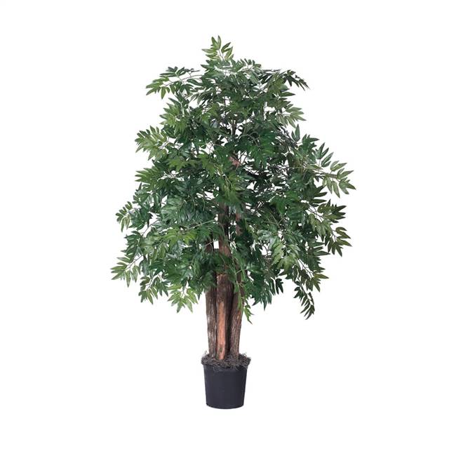 4' IFR Ming Aralia Bush in Blk Pot