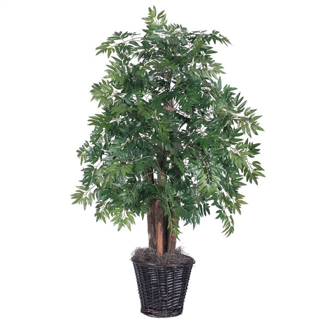 4' IFR Ming Aralia Bush