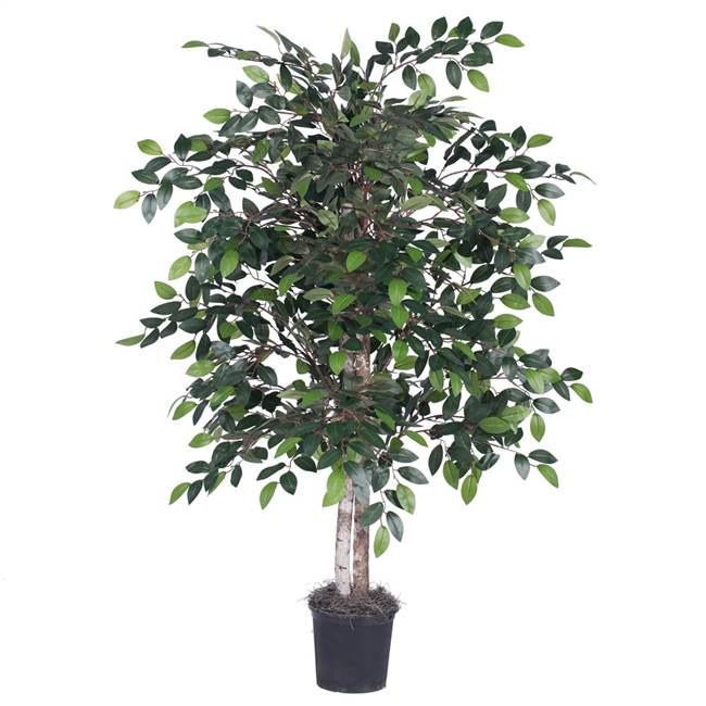 4' Mini Ficus Bush