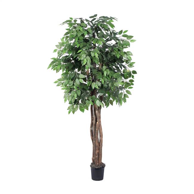 6' IFR Ficus Executive Tree