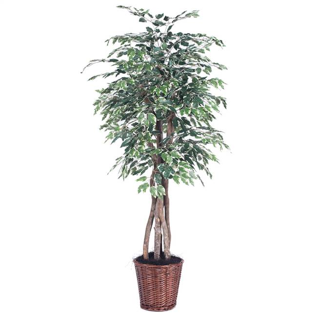 6' IFR Varigated Ficus Executive Tree