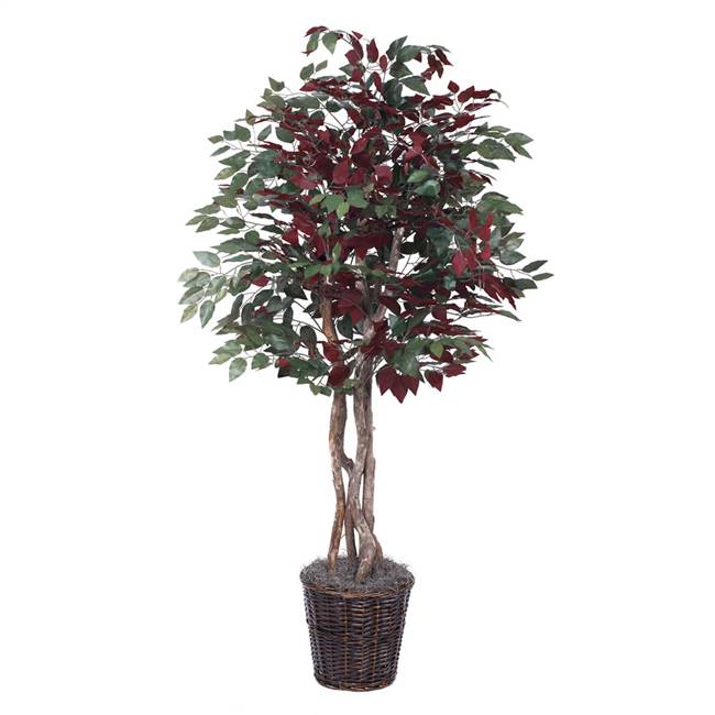 6' IFR Capensia Executive Tree