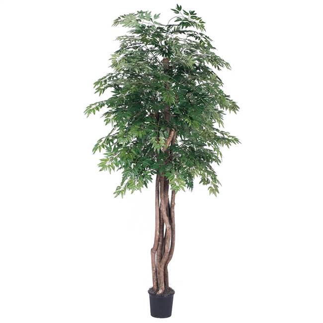 6' Ming Aralia Executive