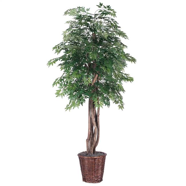 6' Ming Aralia Executive