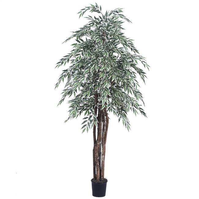 6' Variegated Smilax Executive