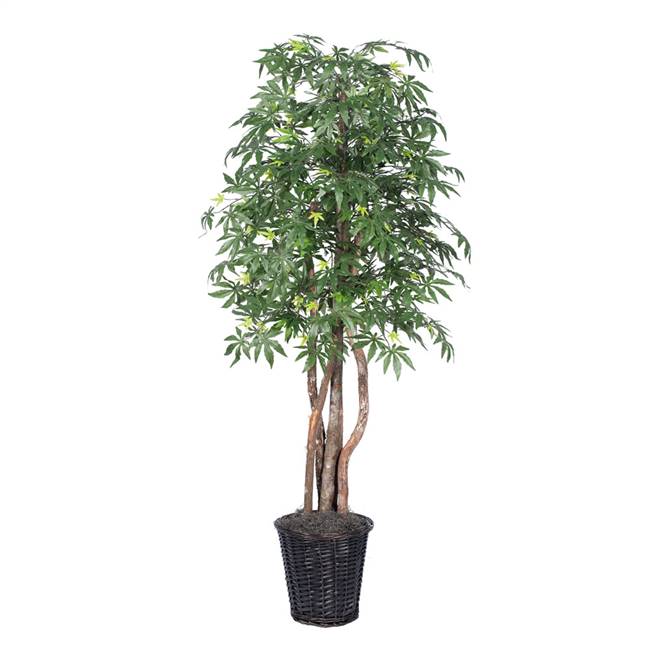 6' Japanese Maple Executive