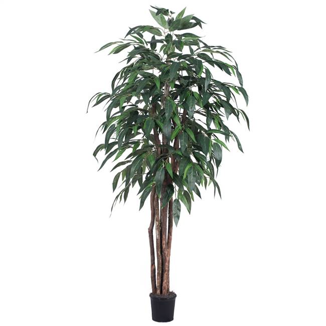 6' IFR Green Mango Executive Tree