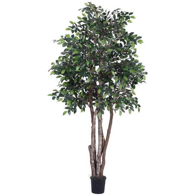 6' Mini Ficus Executive