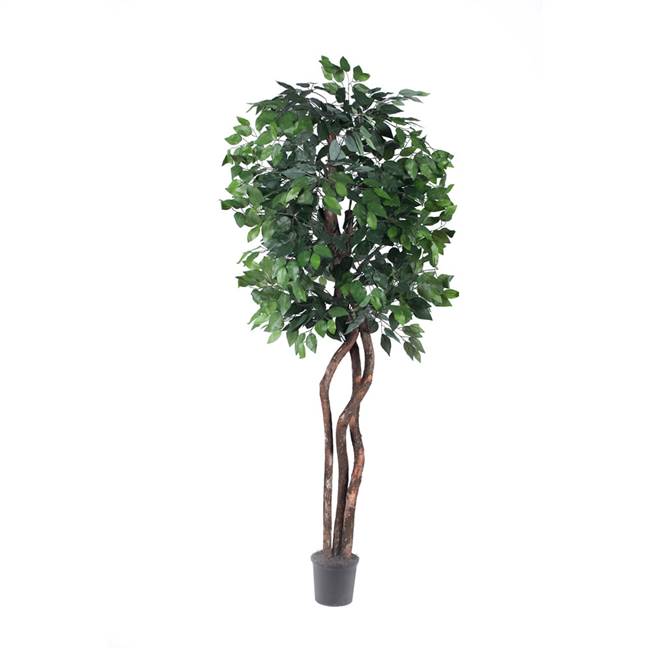 6' Ficus Heartand