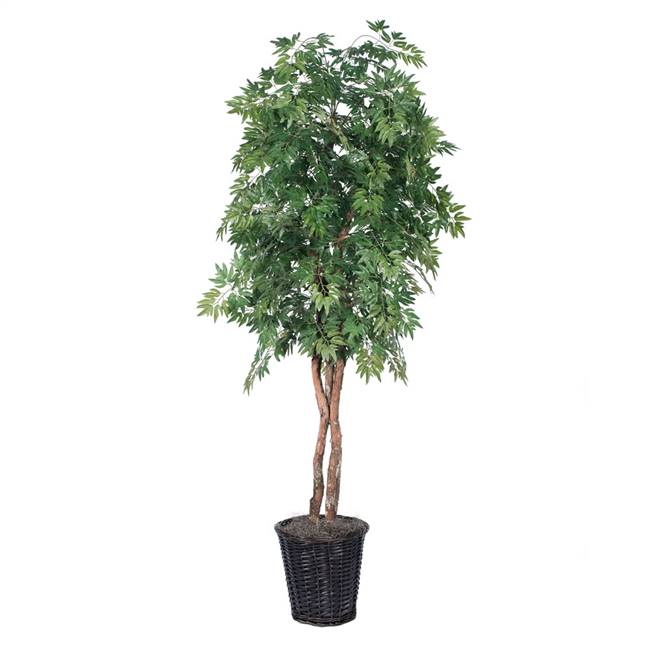 6' Ming Aralia Heartland