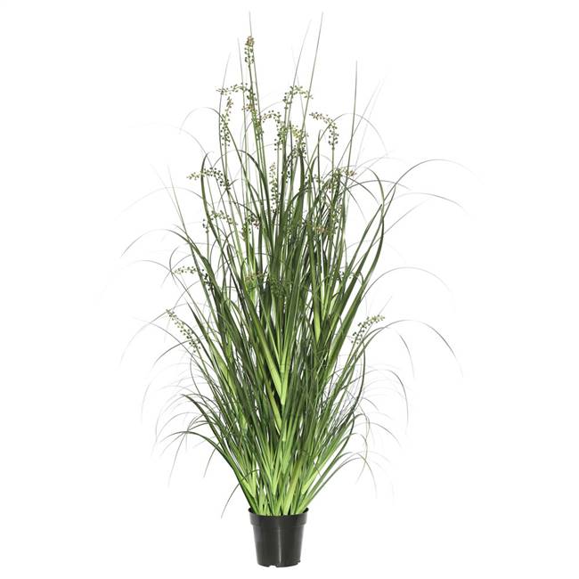 24" Green Sheep's Grass in Pot