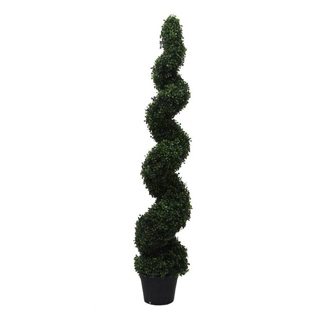 5' IFR Boxwood Spiral Tree In Pot