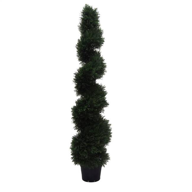 5' IFR Cedar Spiral Tree In Pot