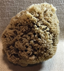 Natural Sea Sponge Large