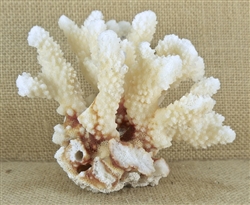 Brown Stem Coral - Small