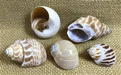 Small Hermit Crab D-Shaped Shell Pack