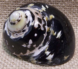 Polished Magpie