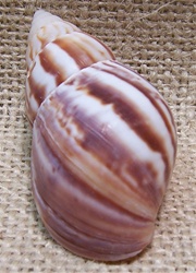 Natural Japanese Land Snail