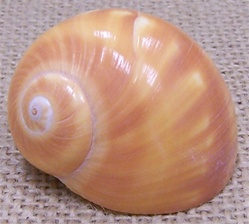 Polished Nautica Stellata Shell