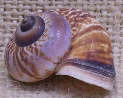 Natural Fernandezi Snail