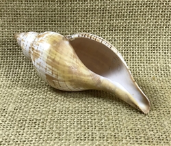 Tulip Shell - Natural