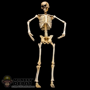 Figure: Coo Models Skeleton