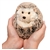 Spunky the Little Plush Baby Hedgehog by Douglas