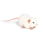 Handcrafted 5 Inch Lifelike White Rat Stuffed Animal by Hansa