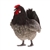 Lifelike Black and Gray Hen Stuffed Animal by Hansa