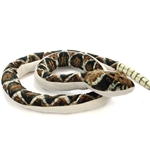 Plush Rattlesnake 47 Inch Stuffed Animal by Wildlife Artists