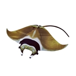 Stuffed Devil Ray Living Ocean Plush by Wild Republic