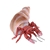Living Earth Plush Hermit Crab by Wild Republic