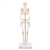 3B Scientific Mini Human Skeleton Model Shorty, Half Natural Size - 3B Smart Anatomy