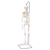 3B Scientific Mini Human Skeleton Model Shorty on Hanging Stand, Half Natural Size - 3B Smart Anatomy