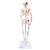 3B Scientific Mini Human Skeleton Shorty with Painted Muscles, Pelvic Mounted, Half Natural Size - 3B Smart Anatomy