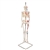 3B Scientific Mini Human Skeleton Shorty with Painted Muscles on Hanging Stand, Half Natural Size - 3B Smart Anatomy