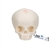 3B Scientific Foetal Skull Model, Natural Cast, 30th Week of Pregnancy - 3B Smart Anatomy
