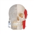 3B Scientific BONElike Human Skull Model, Half Transparent & Half Bony, 8 Part - 3B Smart Anatomy