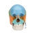 3B Scientific Beauchene Adult Human Skull Model, Didactic Colored Version, 22 Part - 3B Smart Anatomy