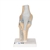 3B Scientific Sectional Human Knee Joint Model, 3 Part - 3B Smart Anatomy