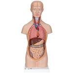 3B Scientific Mini Human Torso Model, 12 Part - 3B Smart Anatomy