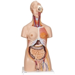 3B Scientific Deluxe Dual Sex Human Torso Model, 24 Part - 3B Smart Anatomy