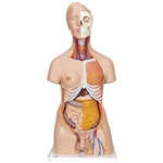 3B Scientific Deluxe Dual Sex Human Torso Model, 20 Part - 3B Smart Anatomy