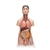 3B Scientific Deluxe Asian Dual Sex Human Torso Model, 18 Part - 3B Smart Anatomy