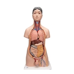 3B Scientific Deluxe Asian Dual Sex Human Torso Model, 18 Part - 3B Smart Anatomy