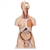 3B Scientific Deluxe Dual Sex Human Torso Model with Opened Back, 28 Part - 3B Smart Anatomy