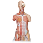 3B Scientific Deluxe Dual Sex Human Muscle Torso Model, 31 Part - 3B Smart Anatomy