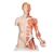 3B Scientific Life - Size Dual Sex Human Torso Model with Muscle Arm, 33 Part - 3B Smart Anatomy