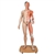3B Scientific Life - Size Dual Sex Asian Human Figure, Half Side with Muscles, 39 Part - 3B Smart Anatomy
