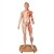 3B Scientific Life - Size Dual Sex Human Figure, Half Side with Muscles, 39 Part - 3B Smart Anatomy